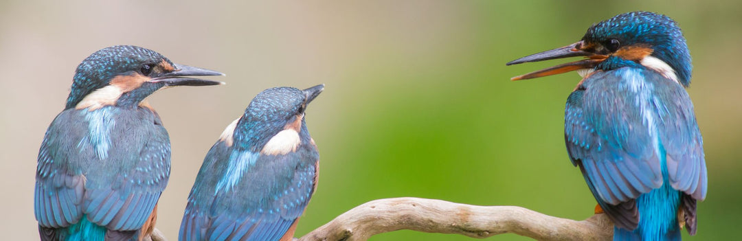 Warum Vögel keine Ohrmuschel brauchen